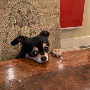 Meet your Posher, Jacqueline